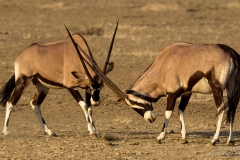 Fighting Oryx in Kgalagadi desert