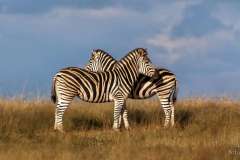 Two Zebra's hugging each other