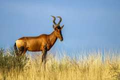 Red Hartebeest on Kgalagadi sand dune