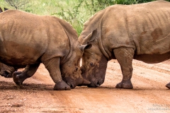 Playfull Rhino cubs