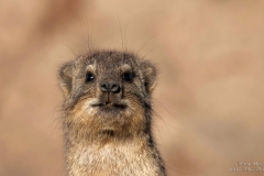 Klip Dassie with a smile