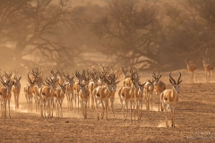 Springbuck - Springbokke in dry Kgalagadi Africa