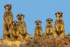 Meerkat Family on the lookout