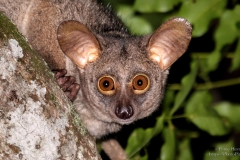 Bushbaby looking at you with big eyes