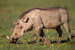 Warthog eating at Addo Elephant Park
