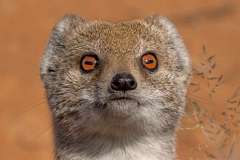 Yellowtail Mongoose portrait