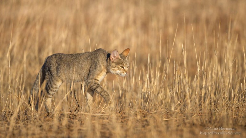 African Wild Cat walking in grasslands in Kgalagadi