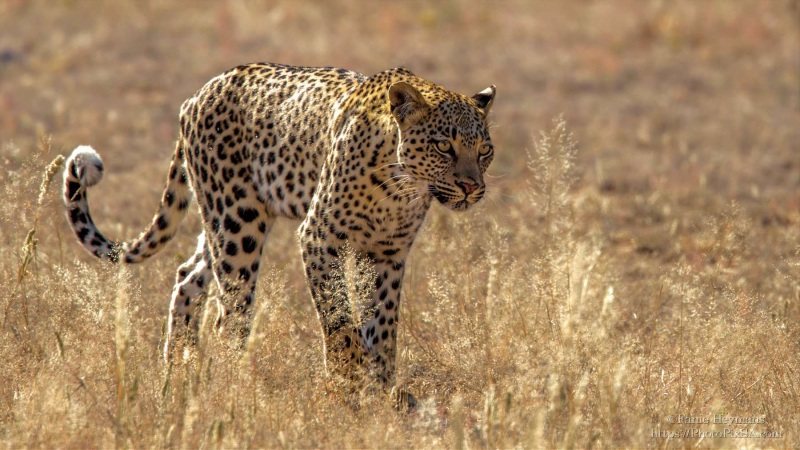 Leopard on a stroll Nossob river Kgalagadi