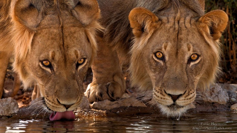 Young Male Lions drinking water at Kgalagadi