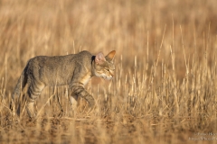 African Wild Cat walking in grasslands in Kgalagadi