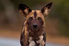 African painted dog in the rain