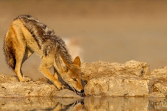 Black Backed Jackal drinking water at Kgalagadi