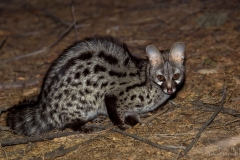Cape Genet - Muskeljaatkat at Richtersveld