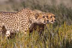 Cheetah twin on the hunt in Nossob river