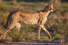 Female Cheetah walking in Kgalagadi