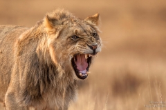 Growling Lion showing its teeth