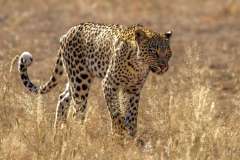 Leopard on a stroll Nossob river Kgalagadi