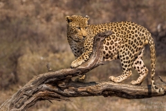 Leopard male on tree branch in Namibia