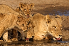 Lion cubs drinking water at Marie se draai water hole