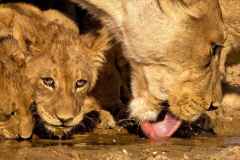 Lioness and Lion cubs drinking water