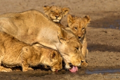 Lioness and three tired cubs drinking water