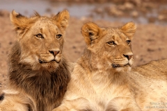 Young male and female Lion portrait
