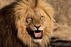 Big Male Lion with big black mane growling