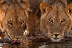 Young Male Lions drinking water at Kgalagadi