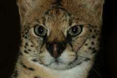 Serval - Leptailurus - Tierboskat portrait