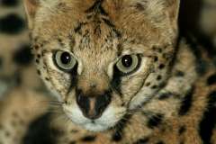 Serval Tierboskat portrait