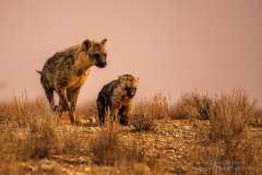 Heyena female plying with cub