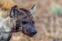 Hyena with bloody face and one blue blind eye