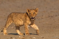 Lion Cub in the Kgalagadi desert