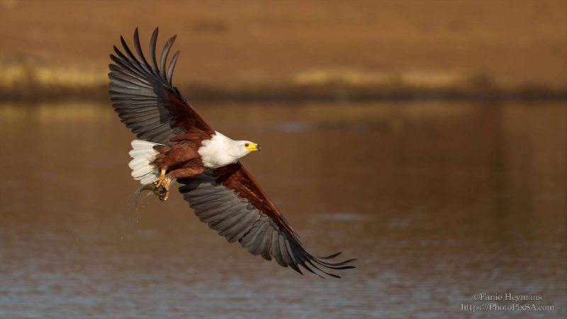African Fish Eagle with catch flyby