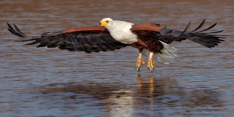 African Fish Eagle flying low over the water