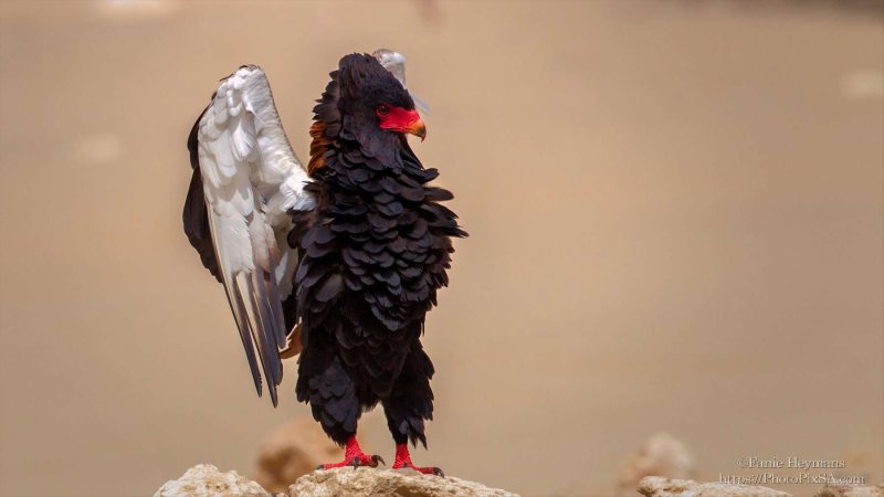 Bateleur Eagle Pose stading straight up with wings backwards