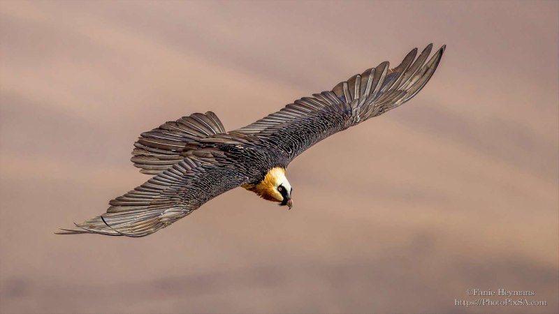 Bearded Vulture - Lammergeier flyby in Drakensberg