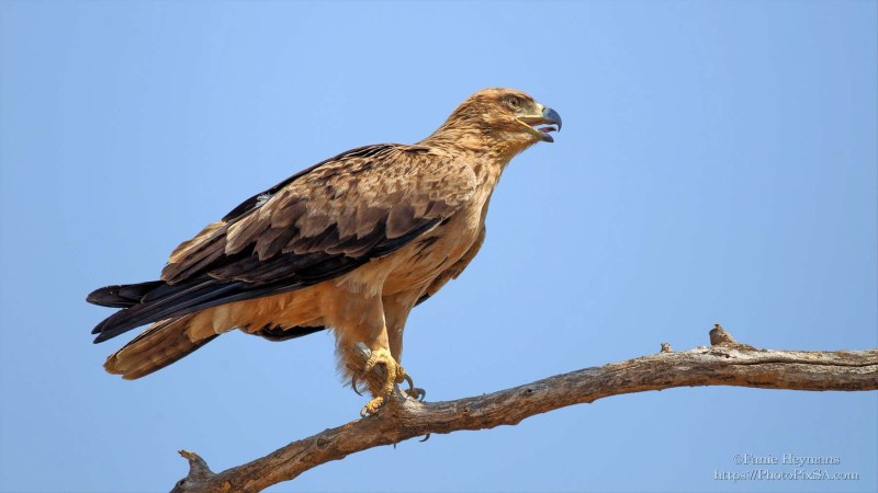 Tawny Eagle with blue background