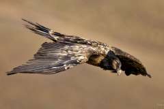 Juvenile Bearded Vulture flying at Drakensberg mountains