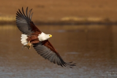 African Fish Eagle with catch flyby