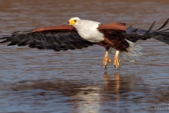 African Fish Eagle flying low over the water