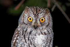 Scops Owl with big yellow eyes staring at you