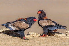 Bateleur Male and Female in Kgalagadi