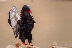 Bateleur Eagle Pose stading straight up with wings backwards
