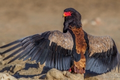 Bateleur Eagle with wings spread out