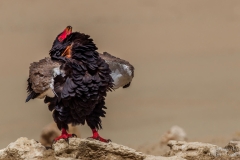 Batelear Eagle calling with head throwed backwards