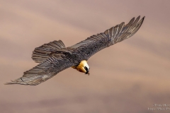 Bearded Vulture - Lammergeier flyby in Drakensberg