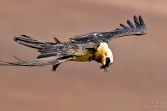Bearded Vulture scanning the drakensberg mountain slopes