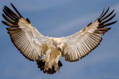 Cape Vulture spread wings comming in for a landing