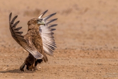 Juvenile Bateleur Eagle sunbathing with spreaded wings
